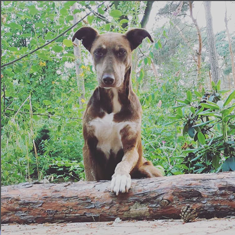 Wilma
